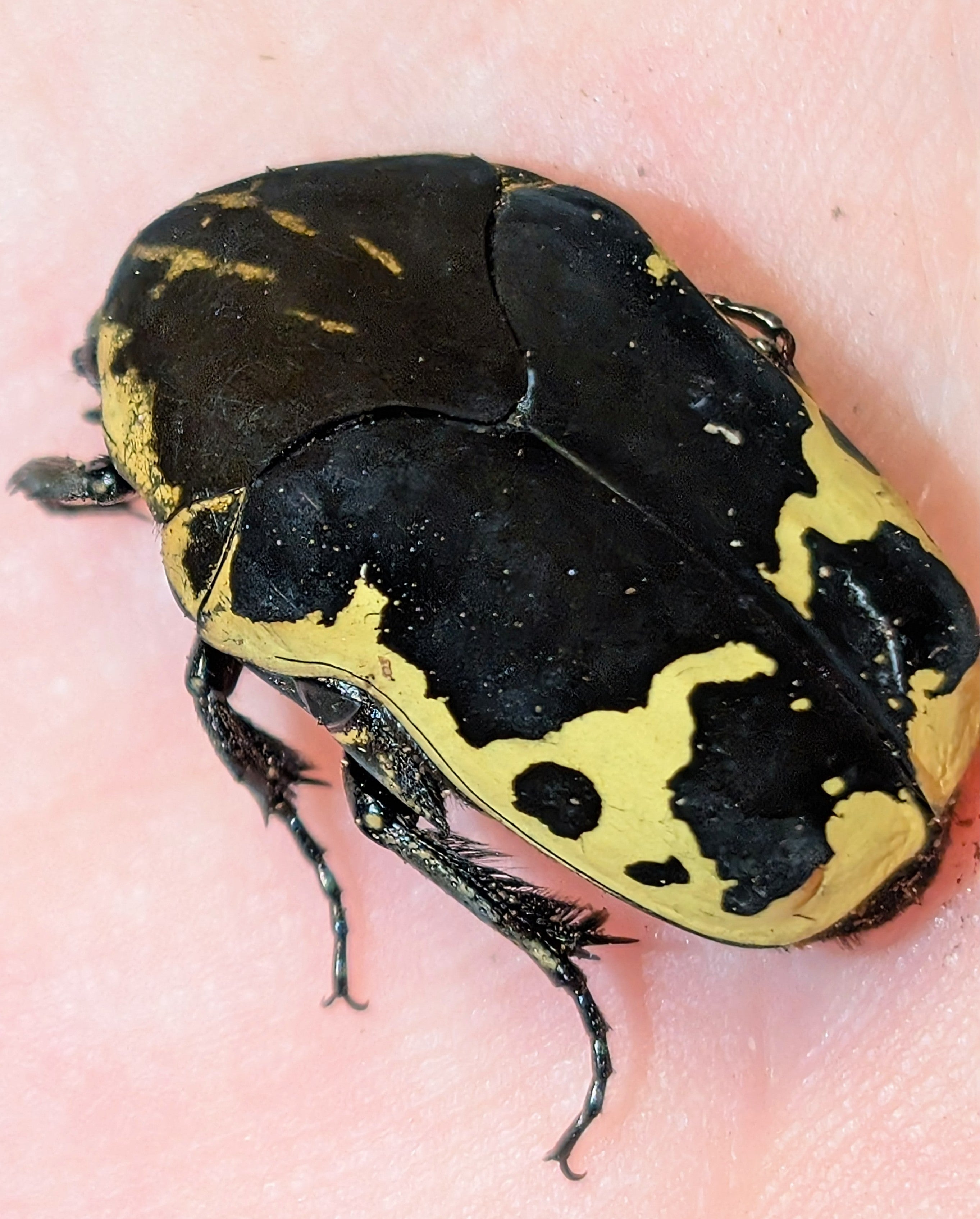 Gymnetis thula – Harlequin Flower Beetle | Native North American Flower Beetle | Live Arrival Guarantee