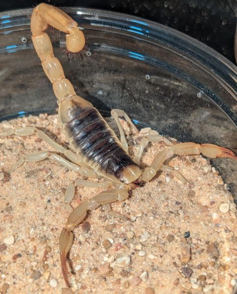 Hadrurus arizonensis – Desert Hairy Scorpion | Impressive North American Species | Live Arrival Guarantee