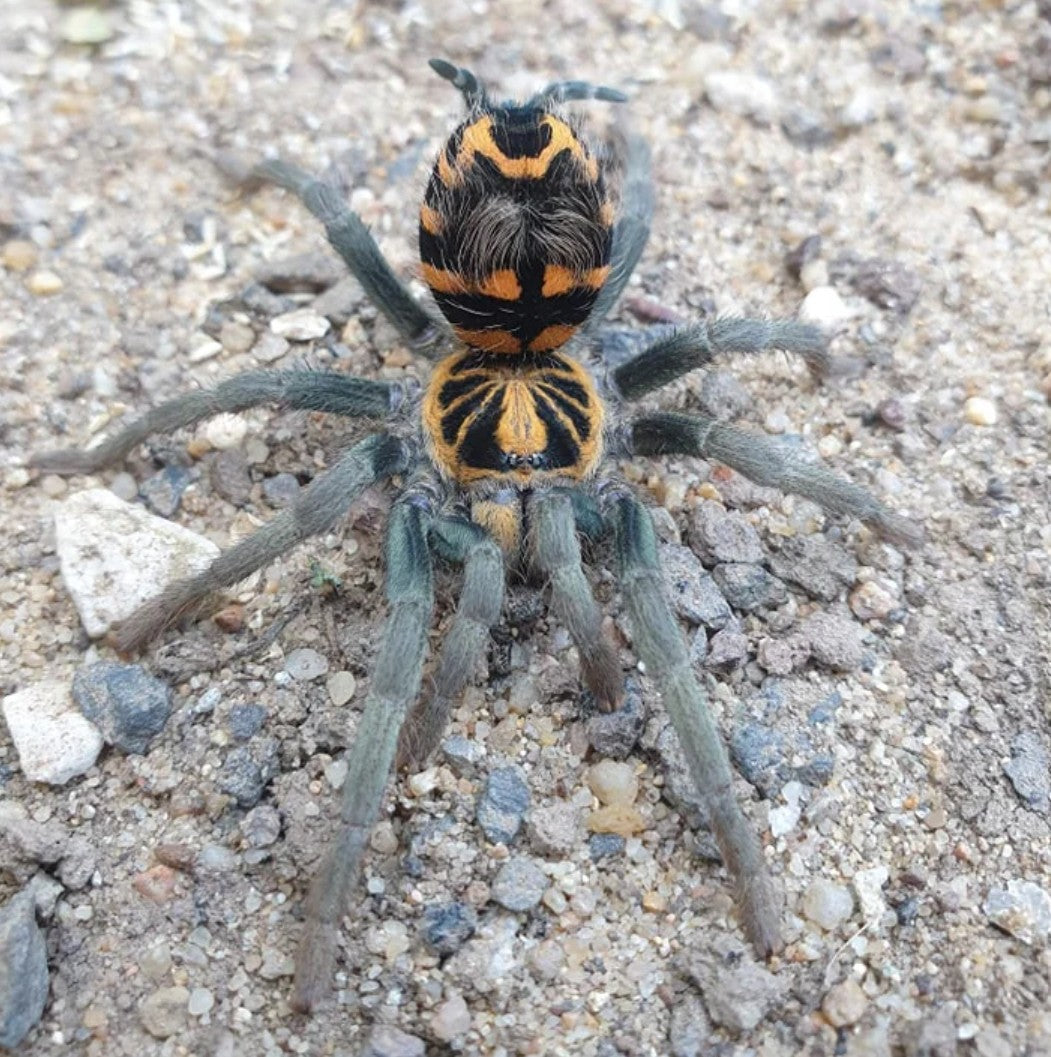 Hapalopus planetearth - Ecuadorian Crowned Tarantula for Sale | Live Arrival Guarantee | Theraphosinae sp Yasuni