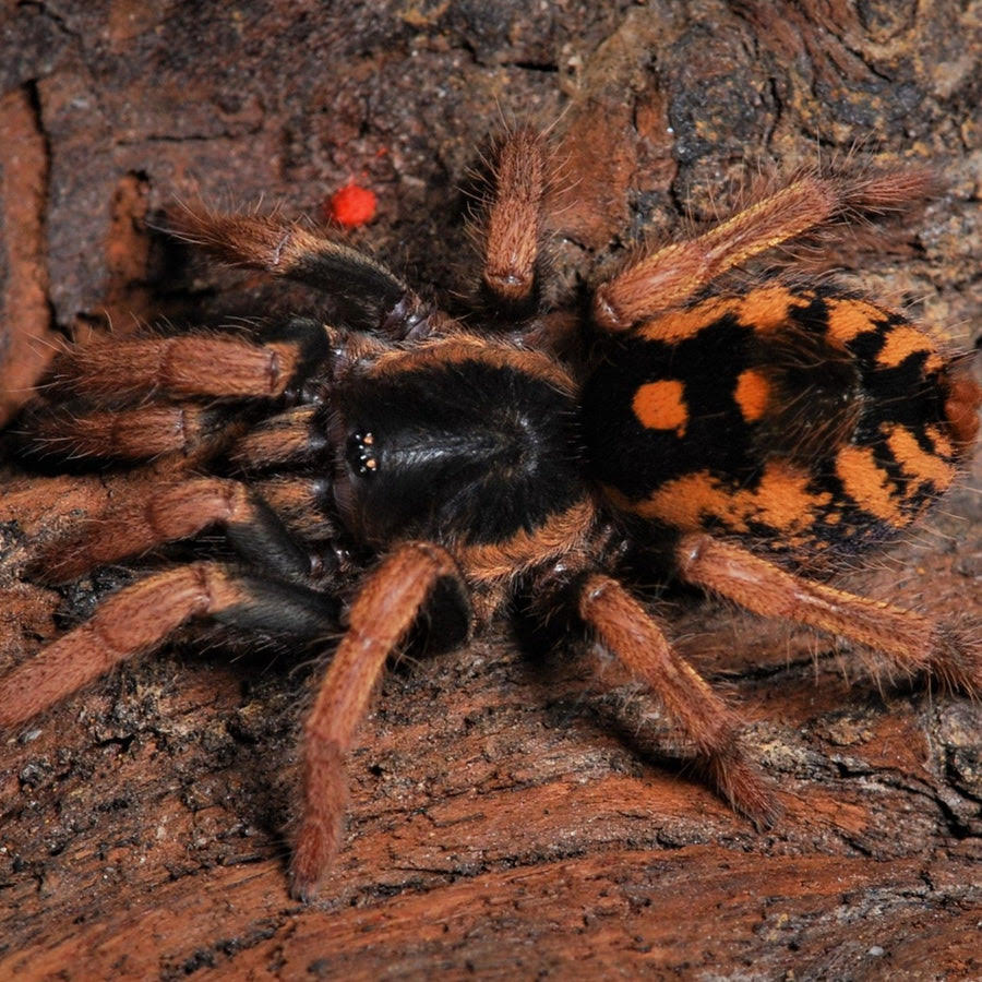 Hapalopus guerreroi - Speckle Patch Tarantula for Sale | Live Arrival Guarantee