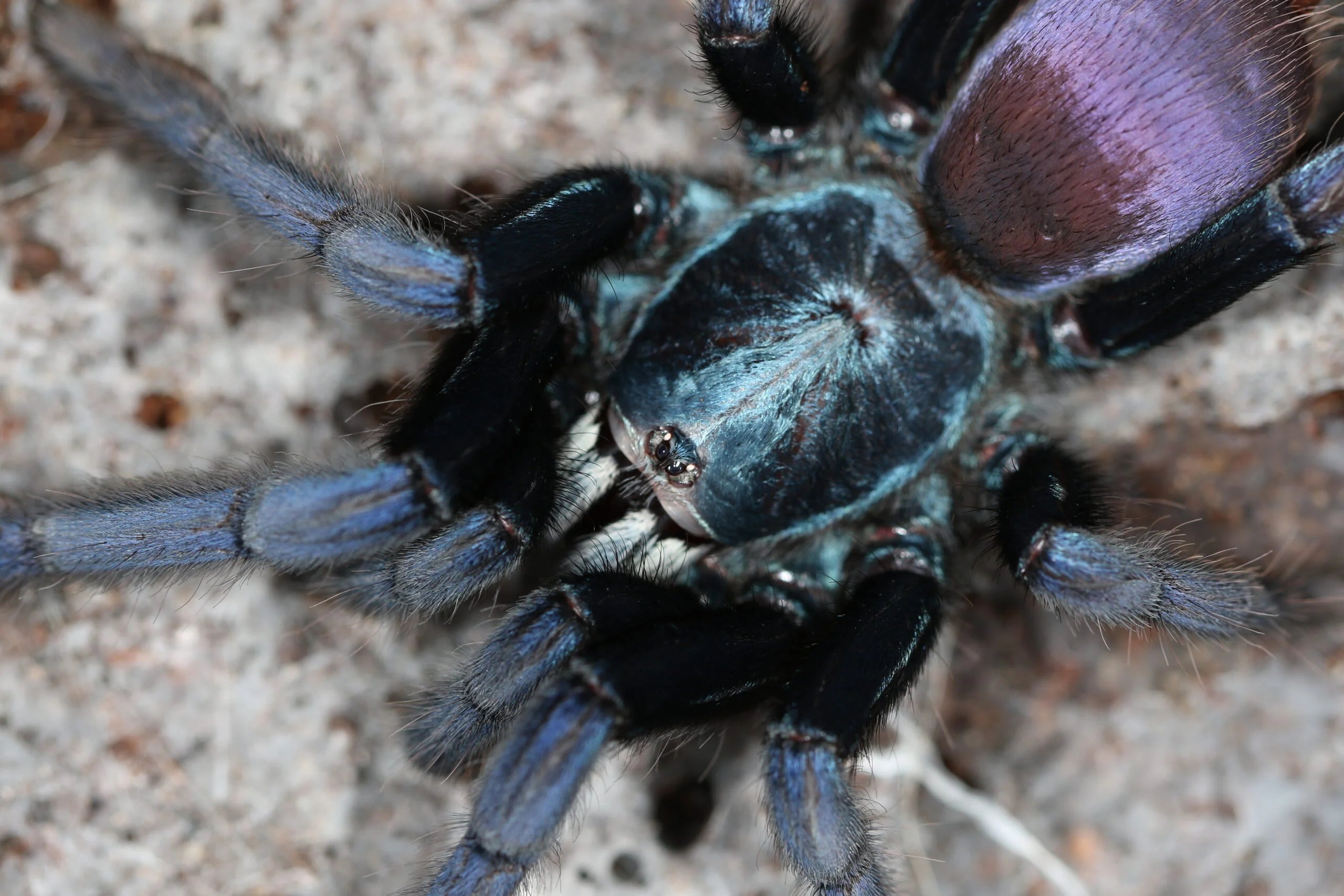 Cilantica psychedelicus - Psychedelic Earth Tiger Tarantula for Sale | Live Arrival Guarantee