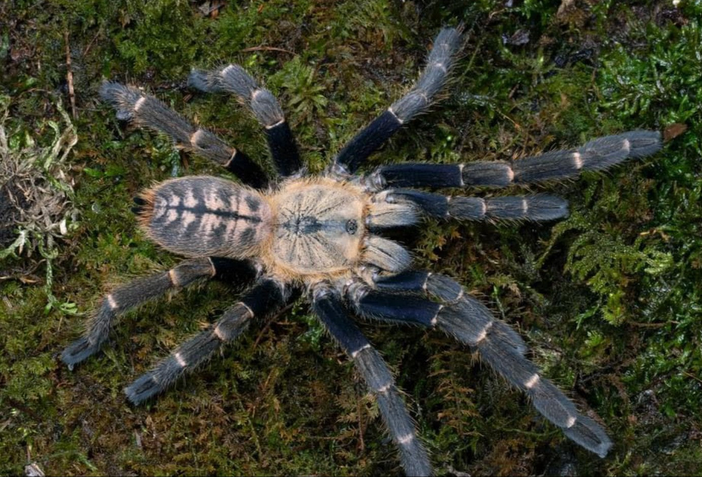 Haplopelma robustum – Malaysian Blue Femur Tarantula | Striking Old World Earth Tiger | Live Arrival Guarantee
