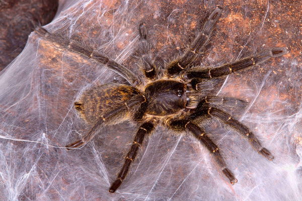 Harpactira sp Golden Black - Golden Black Baboon Tarantula for Sale | Live Arrival Guarantee