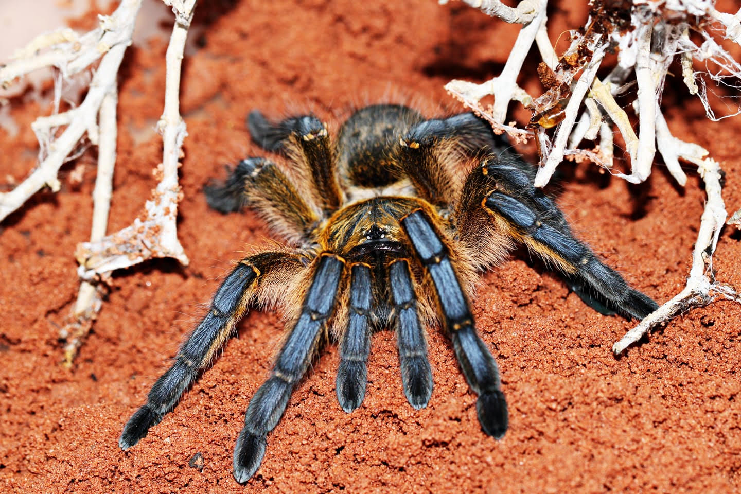 Harpactira pulchripes - Golden Blue Leg Baboon Tarantula for Sale | Live Arrival Guarantee
