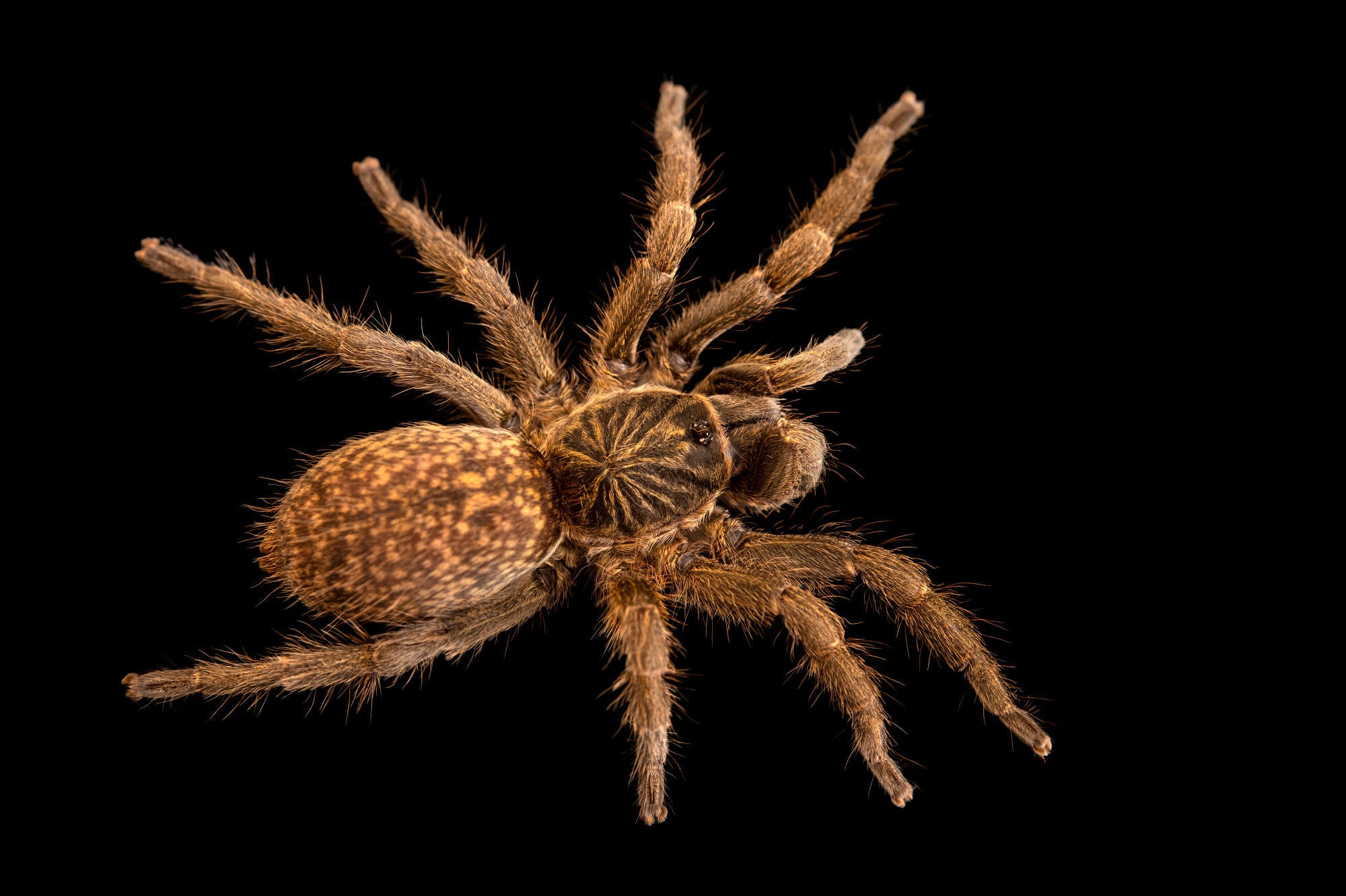 Harpactirella overdijki - Overdijki's Lesser Baboon Tarantula for Sale | Live Arrival Guarantee