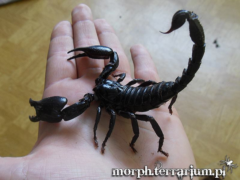 Heterometrus silenus – Asian Forest Scorpion | Impressive Tropical Species | Live Arrival Guarantee
