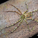 Heteropoda boiei – Lichen Huntsman Spider | Master of Camouflage | Live Arrival Guarantee