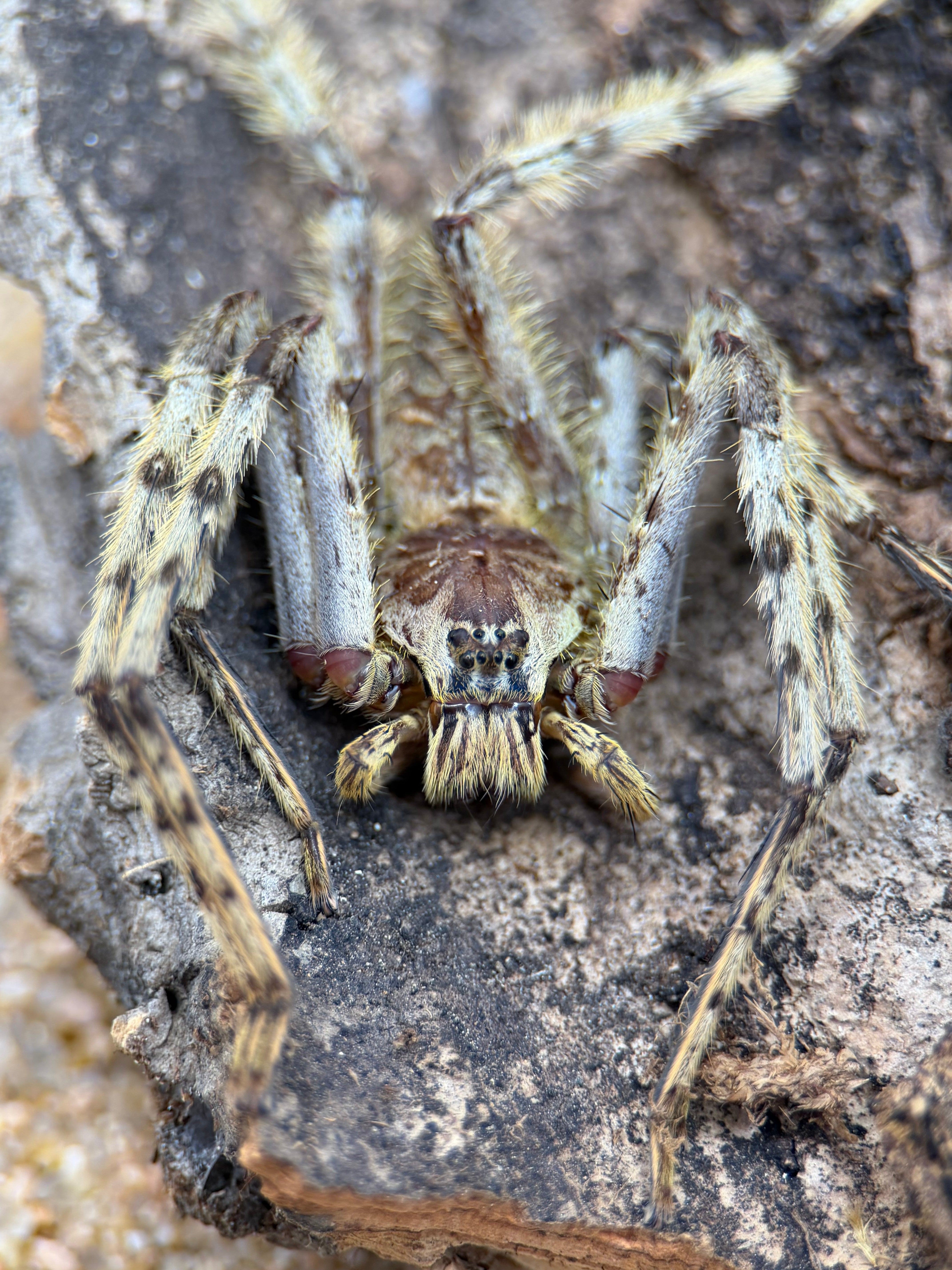 Heteropoda boiei – Lichen Huntsman Spider | Master of Camouflage | Live Arrival Guarantee