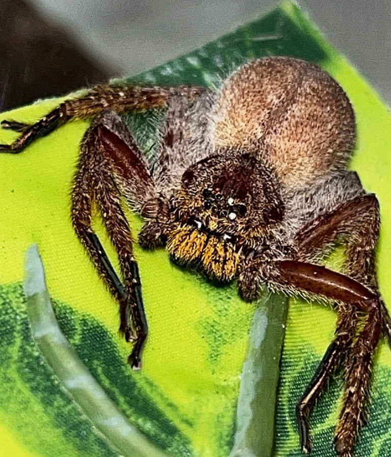 Heteropoda javana – Javana Huntsman Spider | Impressive True Spider Species | Live Arrival Guarantee