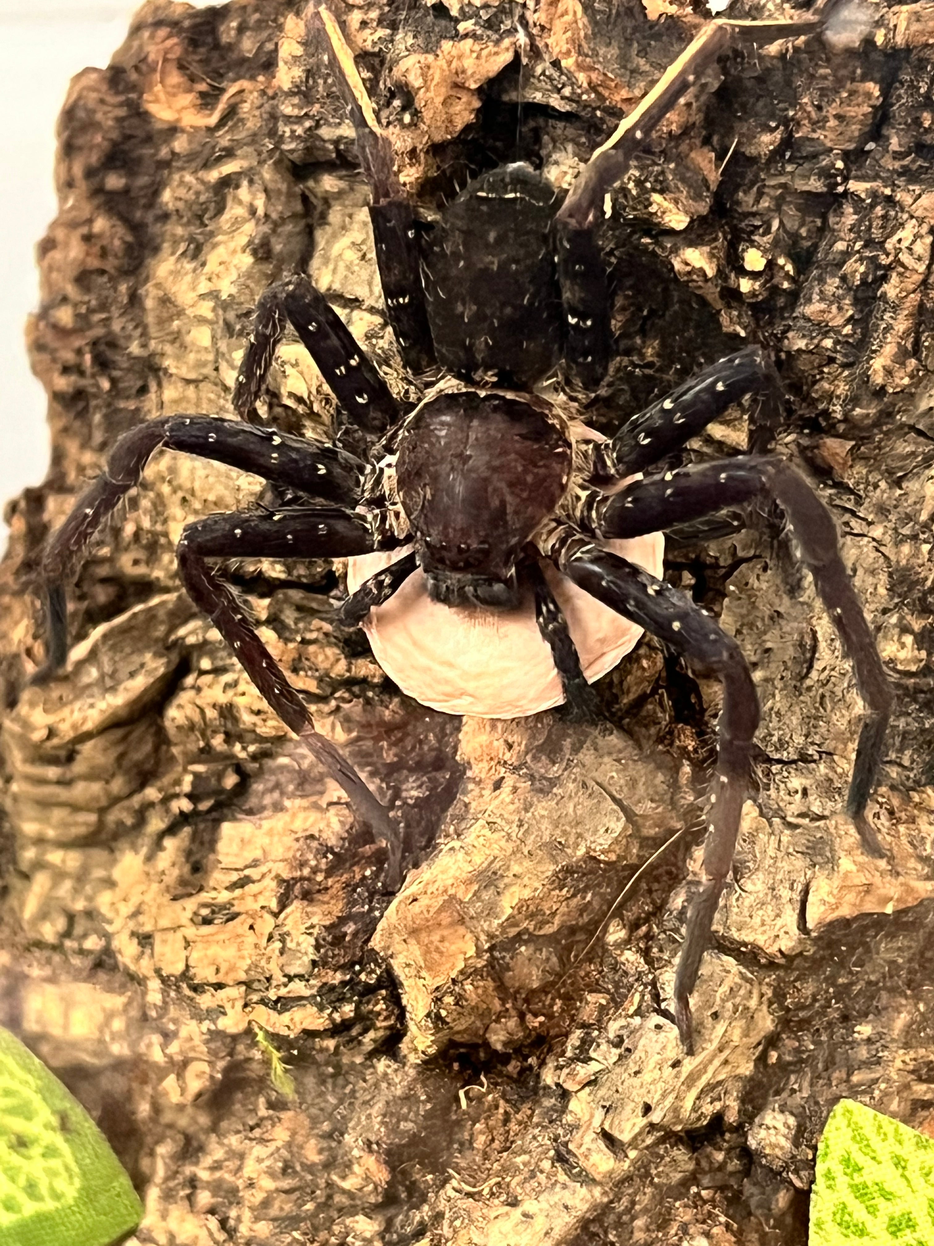 Heteropoda sp Myanmar Blue Femur – Myanmar Blue Femur Huntsman Spider | Stunning Blue Species | Live Arrival Guarantee