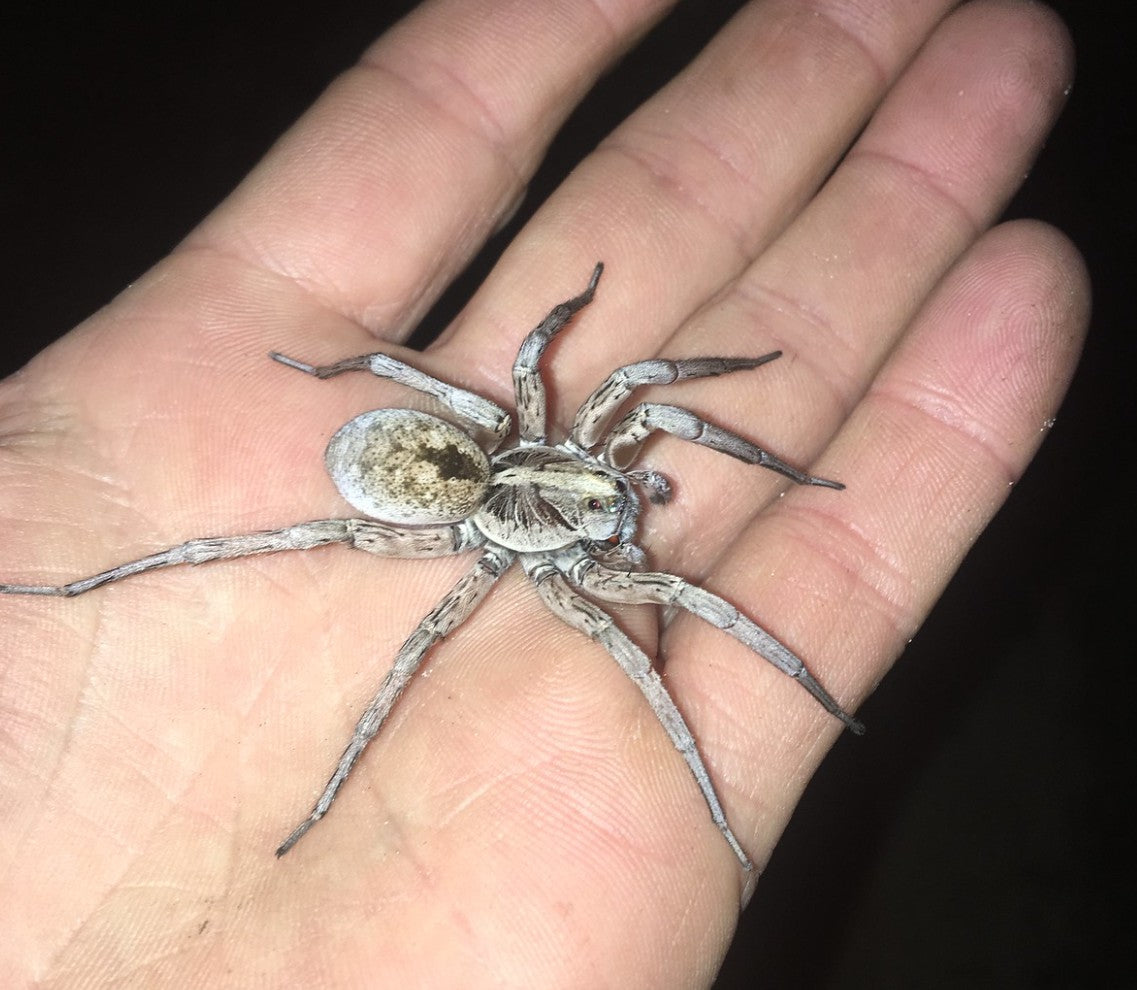 Hogna miami – Miami Wolf Spider | Rare Florida Endemic | Live Arrival Guarantee