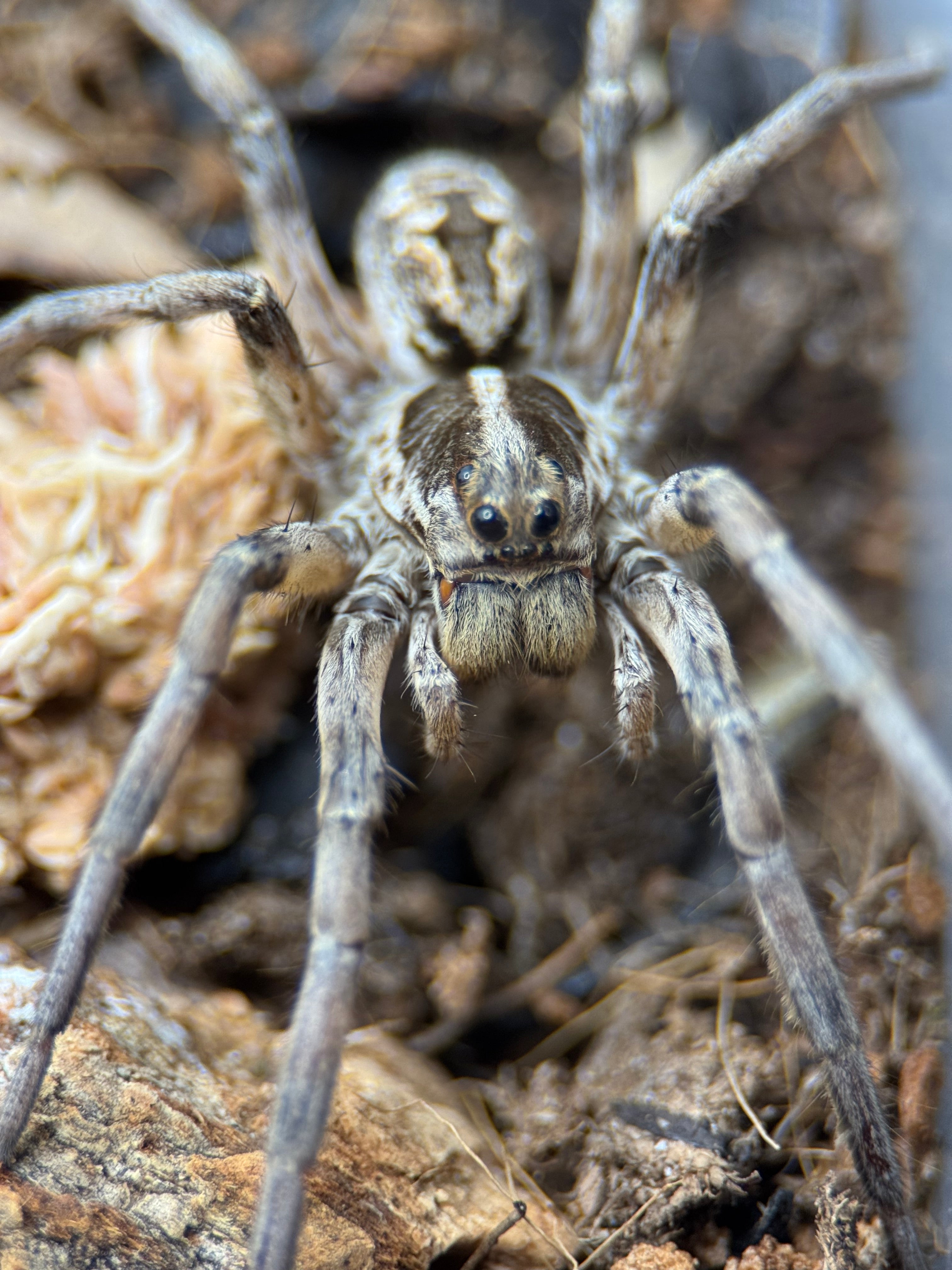 Hogna carolinensis – Carolina Wolf Spider | Largest North American Wolf Spider | Live Arrival Guarantee