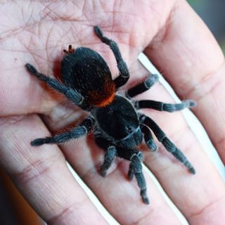 Homoeomma chilense - Chilean Flame Tarantula for Sale | Live Arrival Guarantee