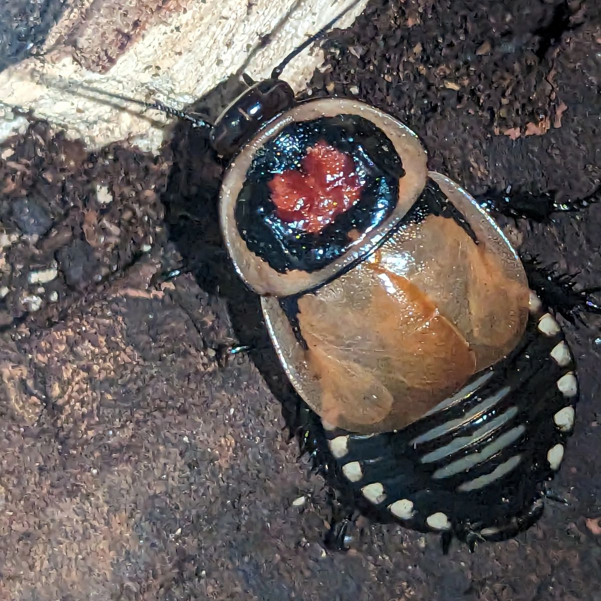 Hormetica sp Colombia – Colombian Horned Roach | Rare Horned Species | Live Arrival Guarantee