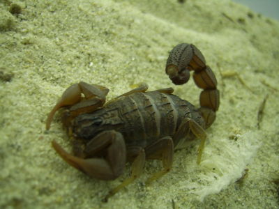 Hottentotta caboverdensis – Cape Verde Alligator Back Scorpion | Rare Parthenogenic Species | Live Arrival Guarantee