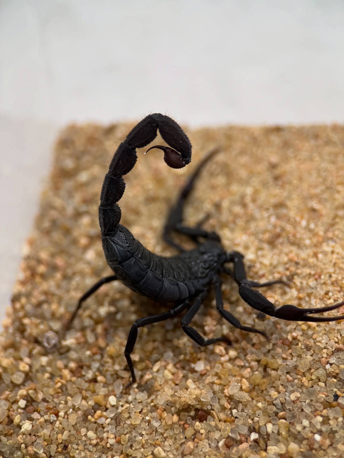 Hottentotta sousai – Giant Hairy Alligator Back Scorpion | Rare Largest Hottentotta Species | Live Arrival Guarantee