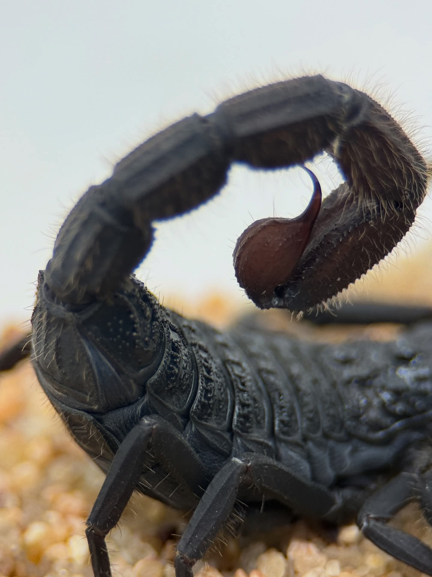 Hottentotta sousai – Giant Hairy Alligator Back Scorpion | Rare Largest Hottentotta Species | Live Arrival Guarantee