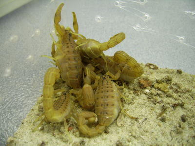 Hottentotta trilineatus 'Bright' – Eastern Nomad Scorpion | Rare Bright Morphotype | Live Arrival Guarantee