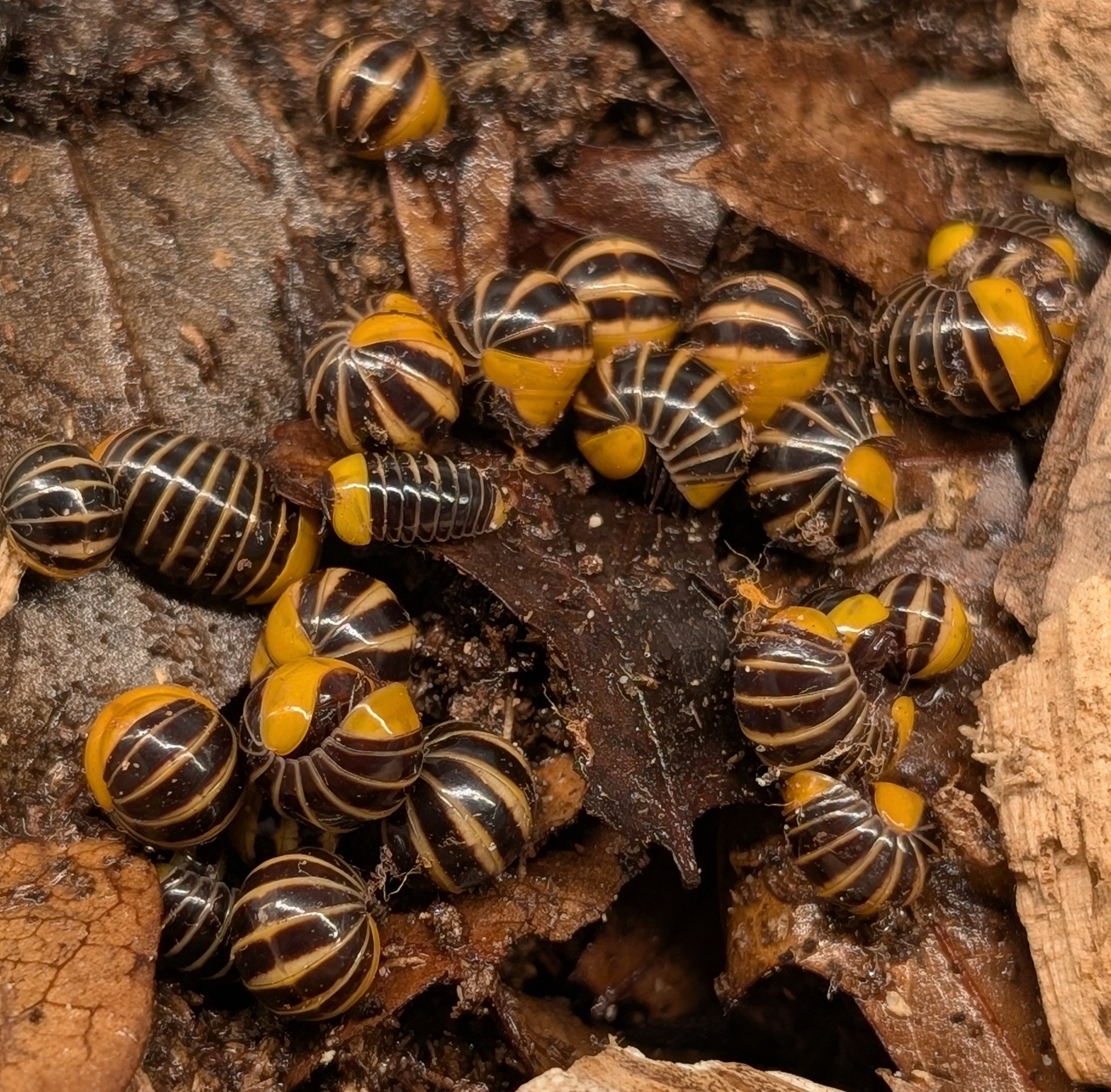 Hyleoglomeris cf Bomba – Rubber Ducky Pill Millipede | Adorable Rolling Species | Live Arrival Guarantee