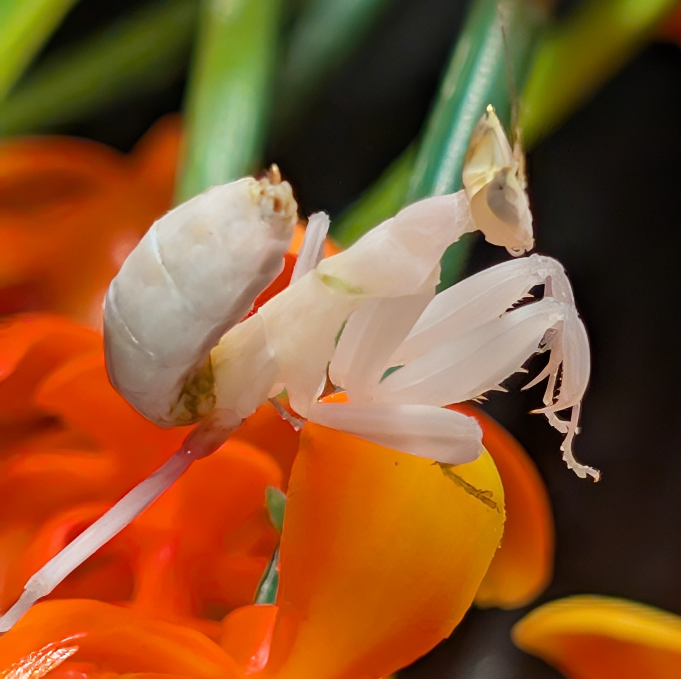 Hymenopus coronatus - Orchid Mantis for Sale | Live Arrival Guarantee