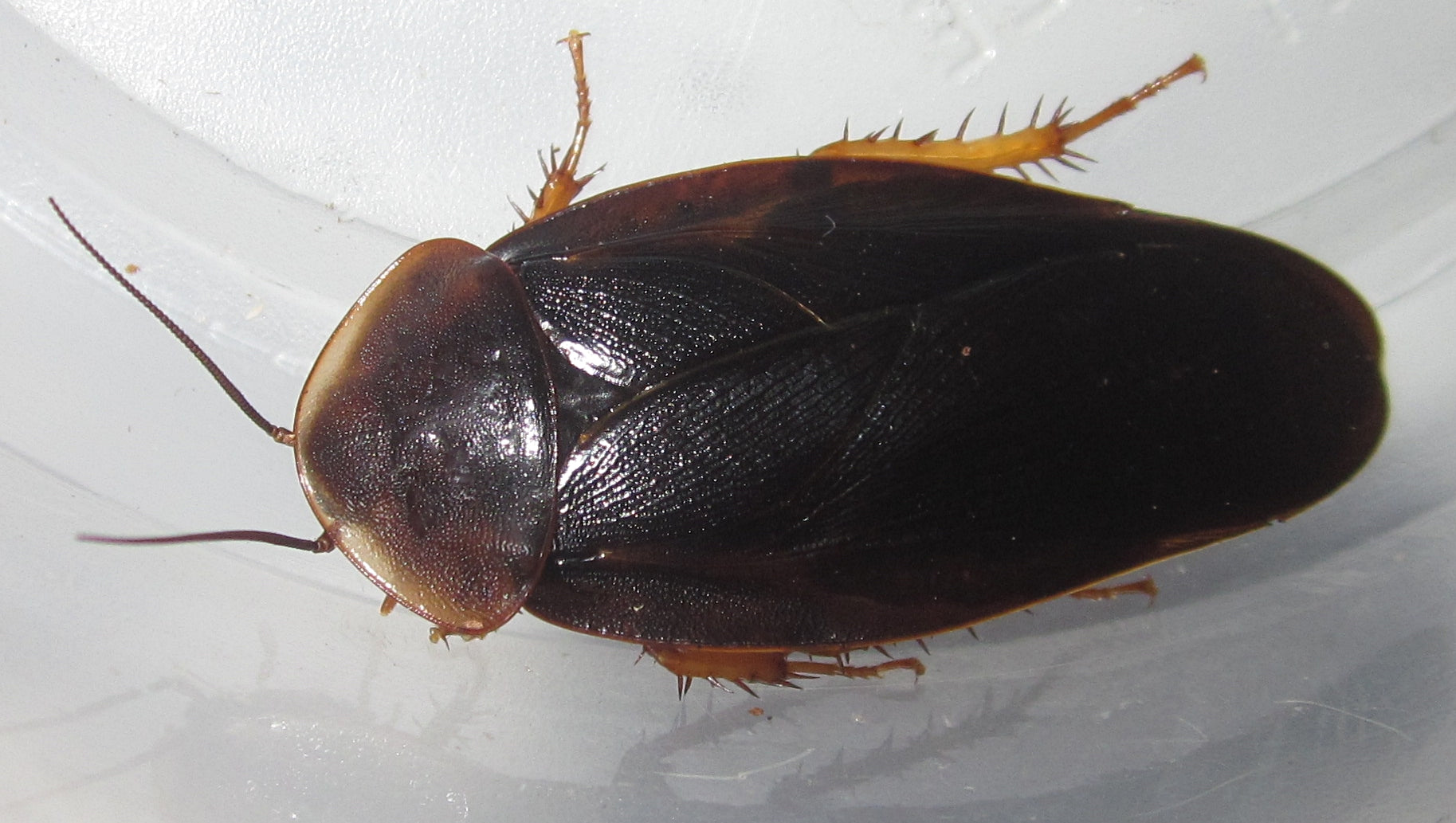 Hyporhicnoda sp Venezuela – Venezuelan Wood Roach | Fascinating Wood-Dwelling Species | Live Arrival Guarantee