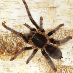 Hysterocrates gigas - Cameroon Tawny Red Baboon Tarantula for Sale | Live Arrival Guarantee