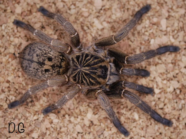 Idiothele mira - Blue Foot Trapdoor Baboon Dwarf Tarantula for Sale | Live Arrival Guarantee