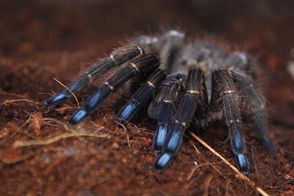 Idiothele mira - Blue Foot Trapdoor Baboon Dwarf Tarantula for Sale | Live Arrival Guarantee