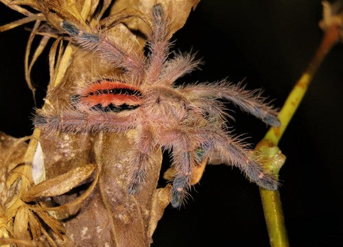 Iridopelma hirsutum - Amazon Ribbed Tarantula for Sale | Live Arrival Guarantee