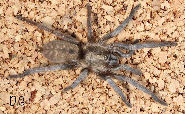 Ischnocolus vanandelae - Omani Golden Tiger Tarantula for Sale | Live Arrival Guarantee