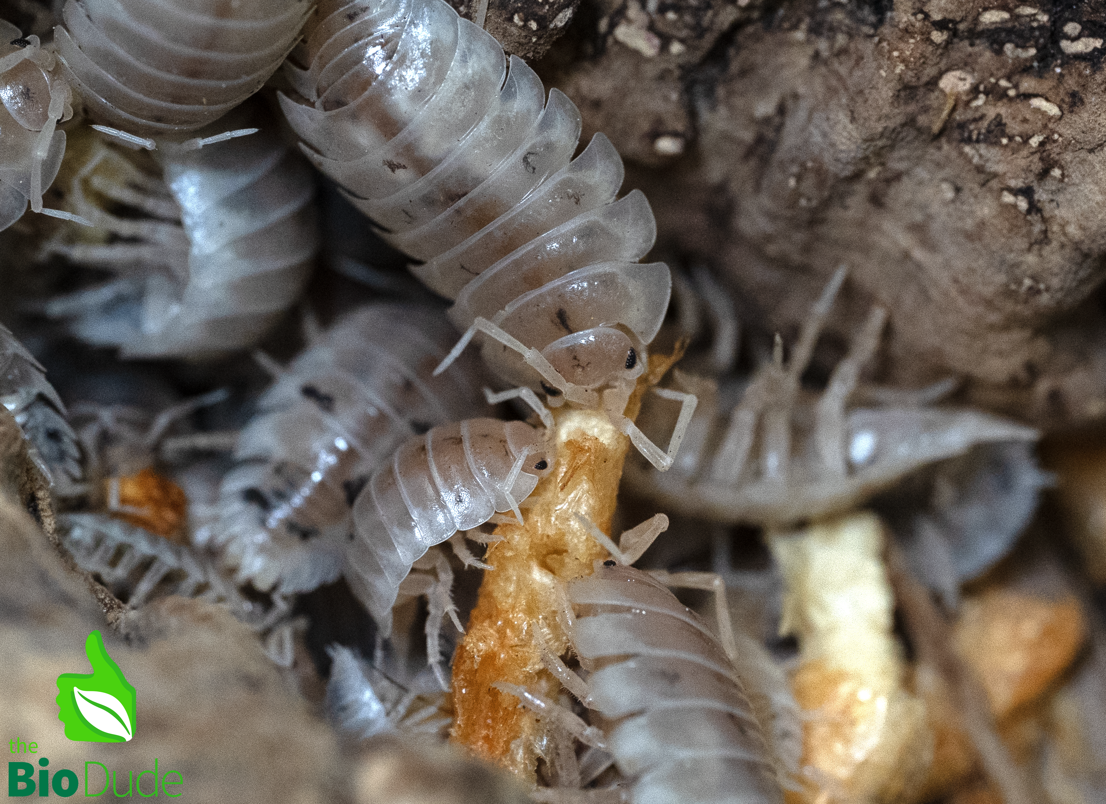 Isopod Crunchies Freeze Dried Krill – High-Protein Food 0.5oz