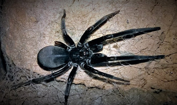 Kukulcania arizonica - Black Hole Spider for Sale | Fascinating
