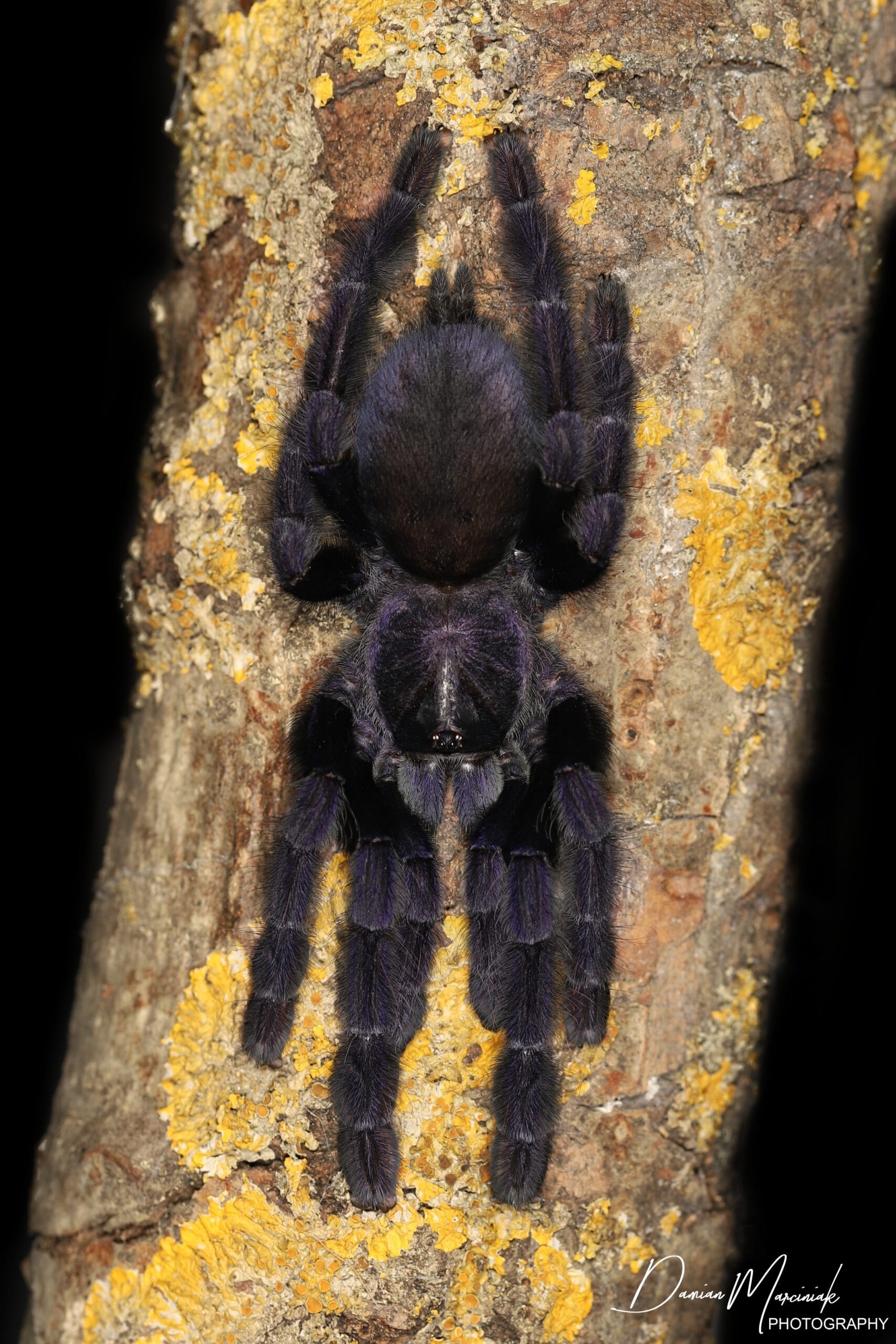 Lampropelma nigerrimum - Sangihe Island Black Tarantula for Sale | Live Arrival Guarantee