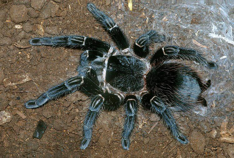 Lasiodora parahybana – Brazilian Salmon Pink Birdeater | Massive New World Giant | Live Arrival Guarantee