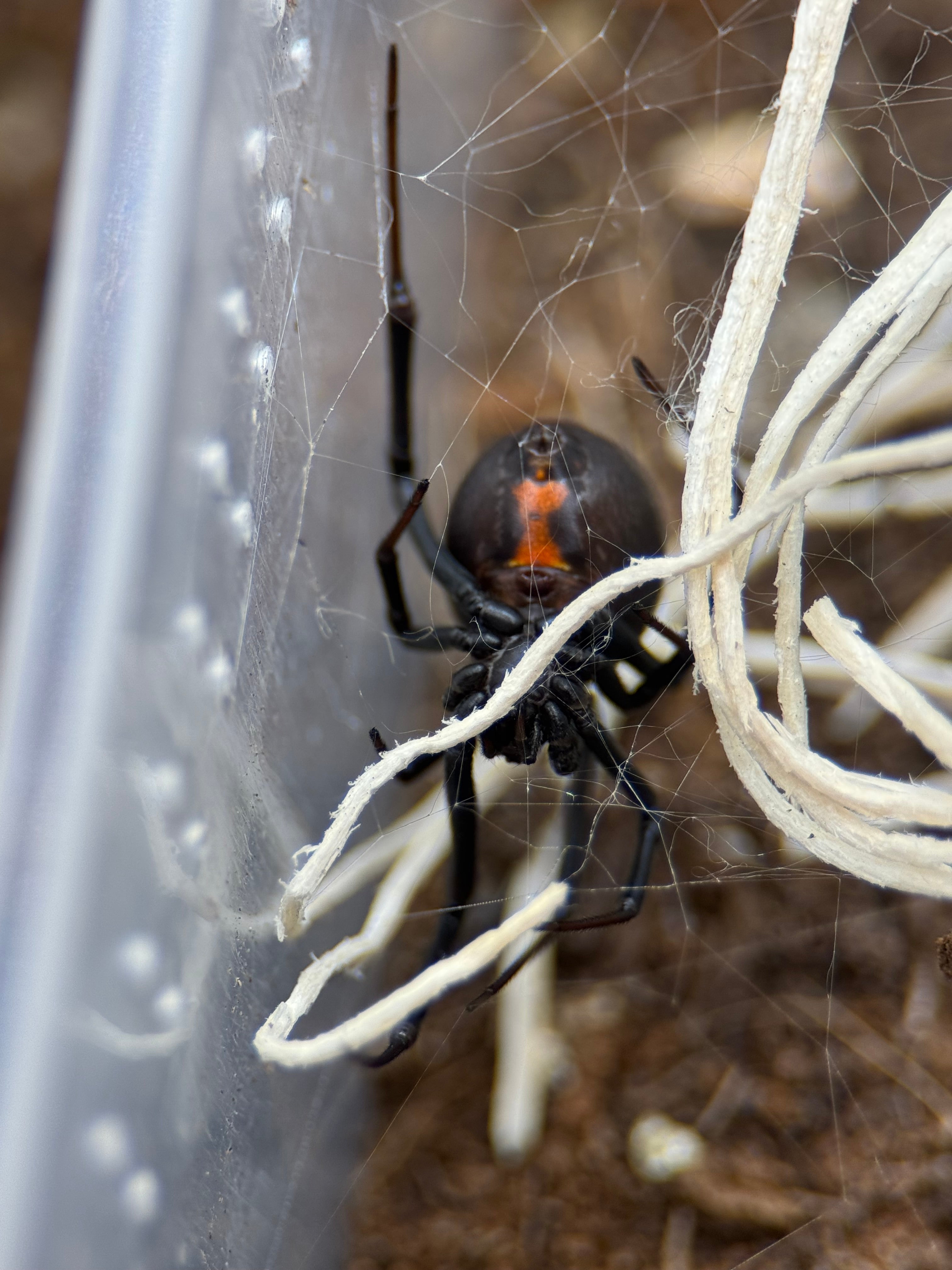 Latrodectus hesperus – Western Black Widow Spider | Classic North American Species | Live Arrival Guarantee