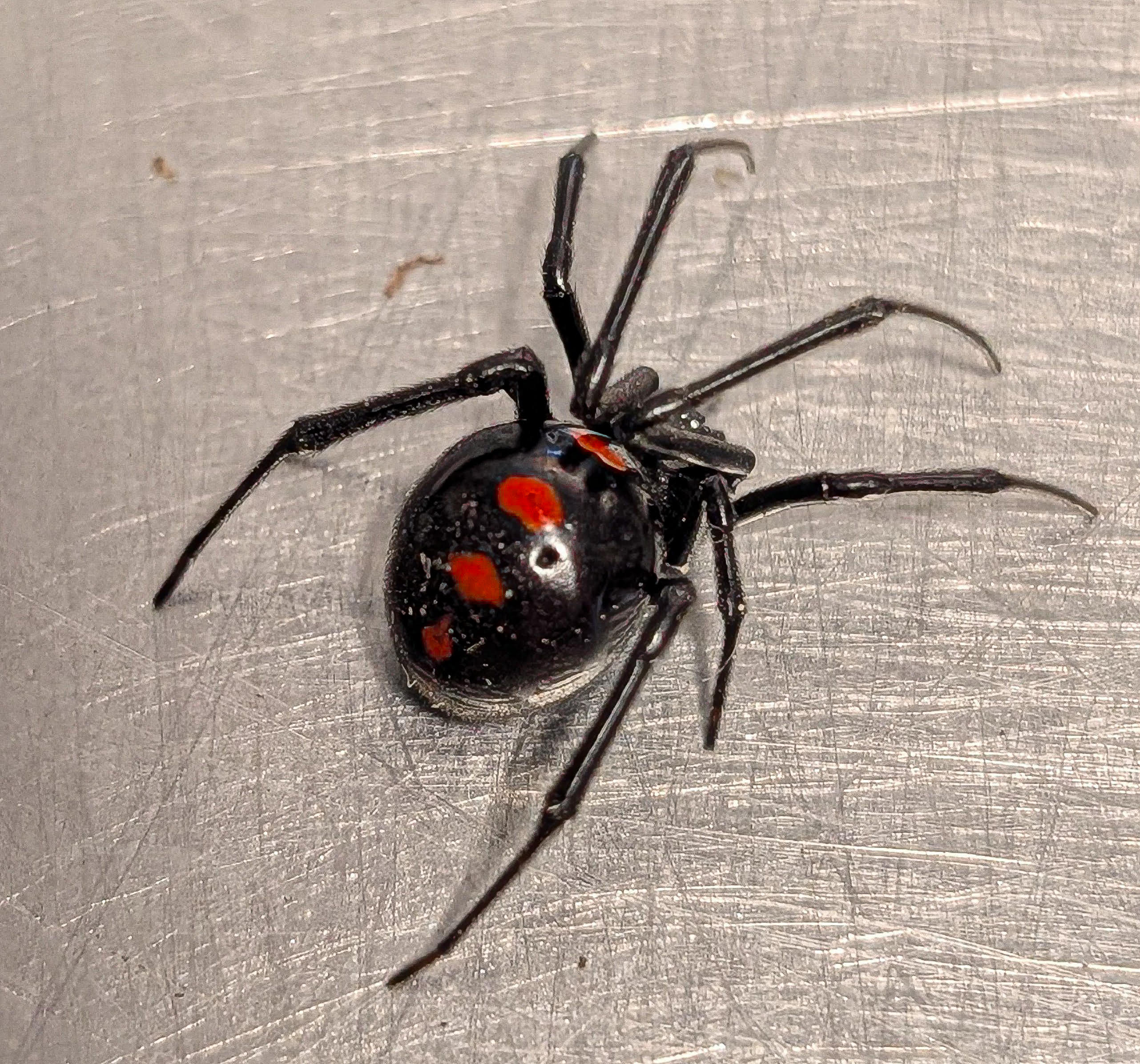 Latrodectus variolus – Northern Black Widow Spider | Hardy North American Species | Live Arrival Guarantee