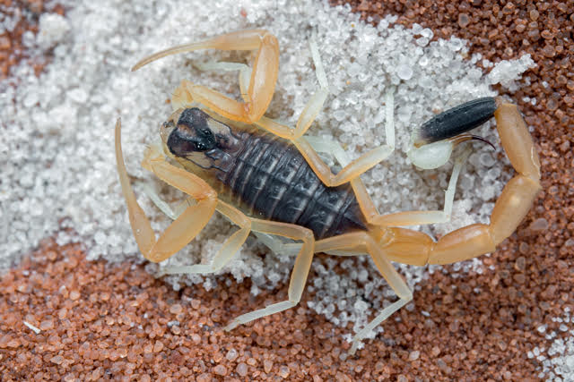 Leiurus quinquestriatus 'Red Sea' – Red Sea Deathstalker Scorpion | Rare Locality Variant | Live Arrival Guarantee
