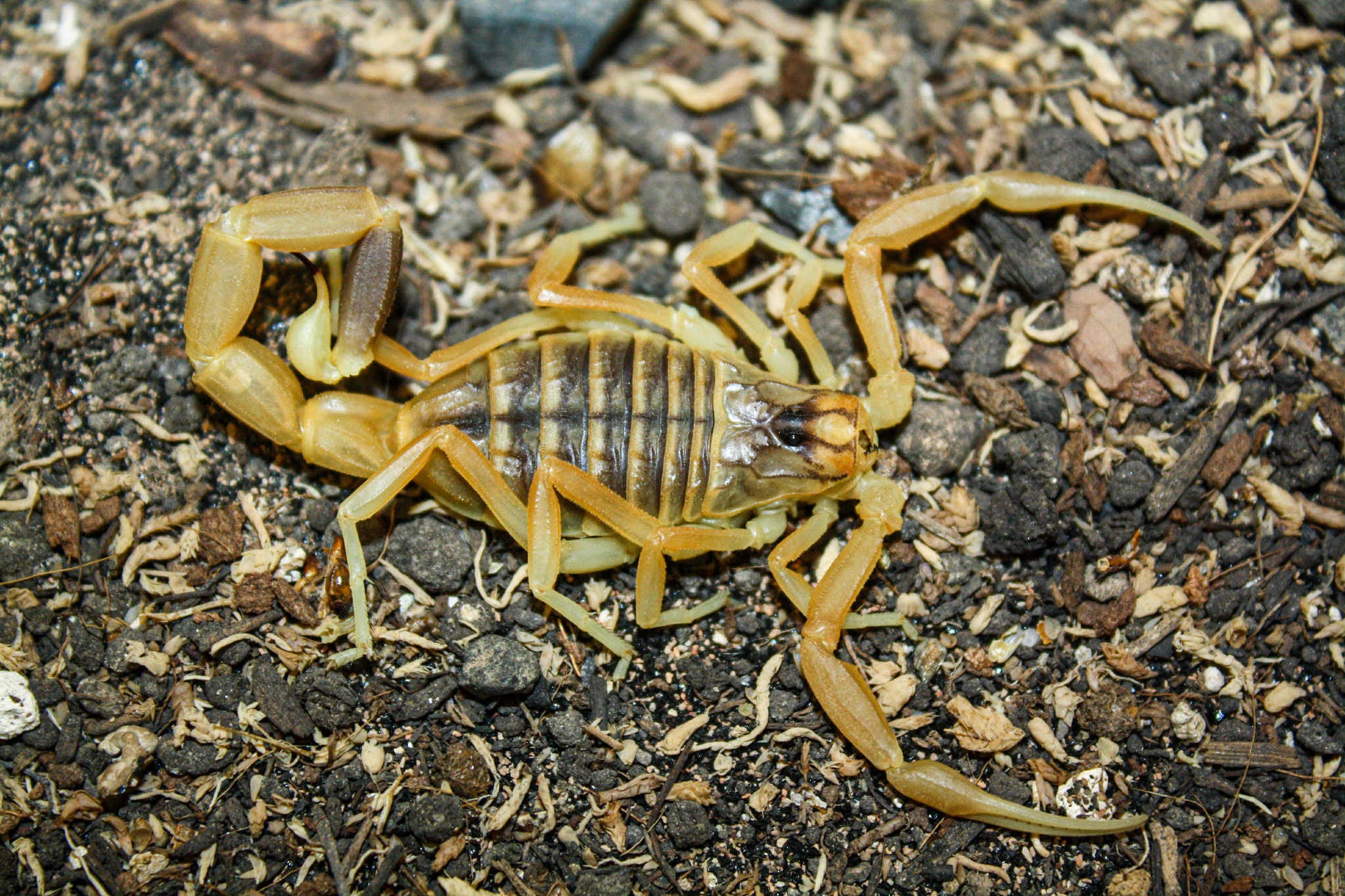 Leiurus cf somalicus – Somali Deathstalker Scorpion | Rare Orange Deathstalker | Live Arrival Guarantee