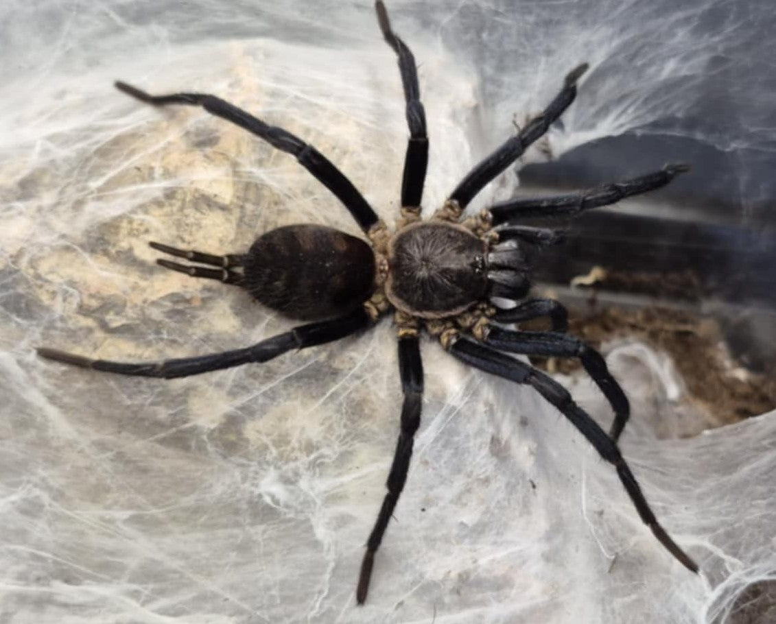 Linothele fallax – Bolivian Tiger Funnel Web Spider | Stunning Mygalomorph Species | Live Arrival Guarantee