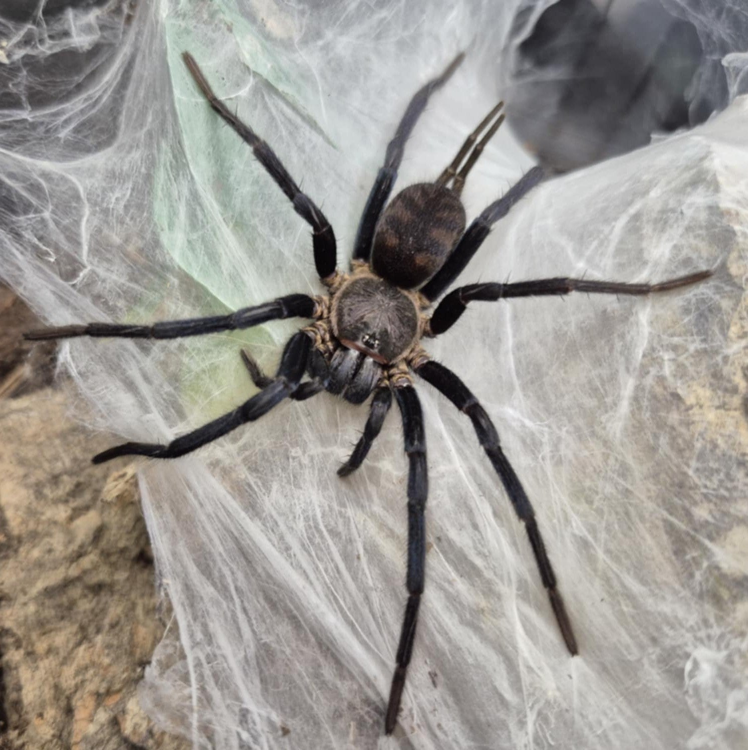 Linothele fallax – Bolivian Tiger Funnel Web Spider | Stunning Mygalomorph Species | Live Arrival Guarantee