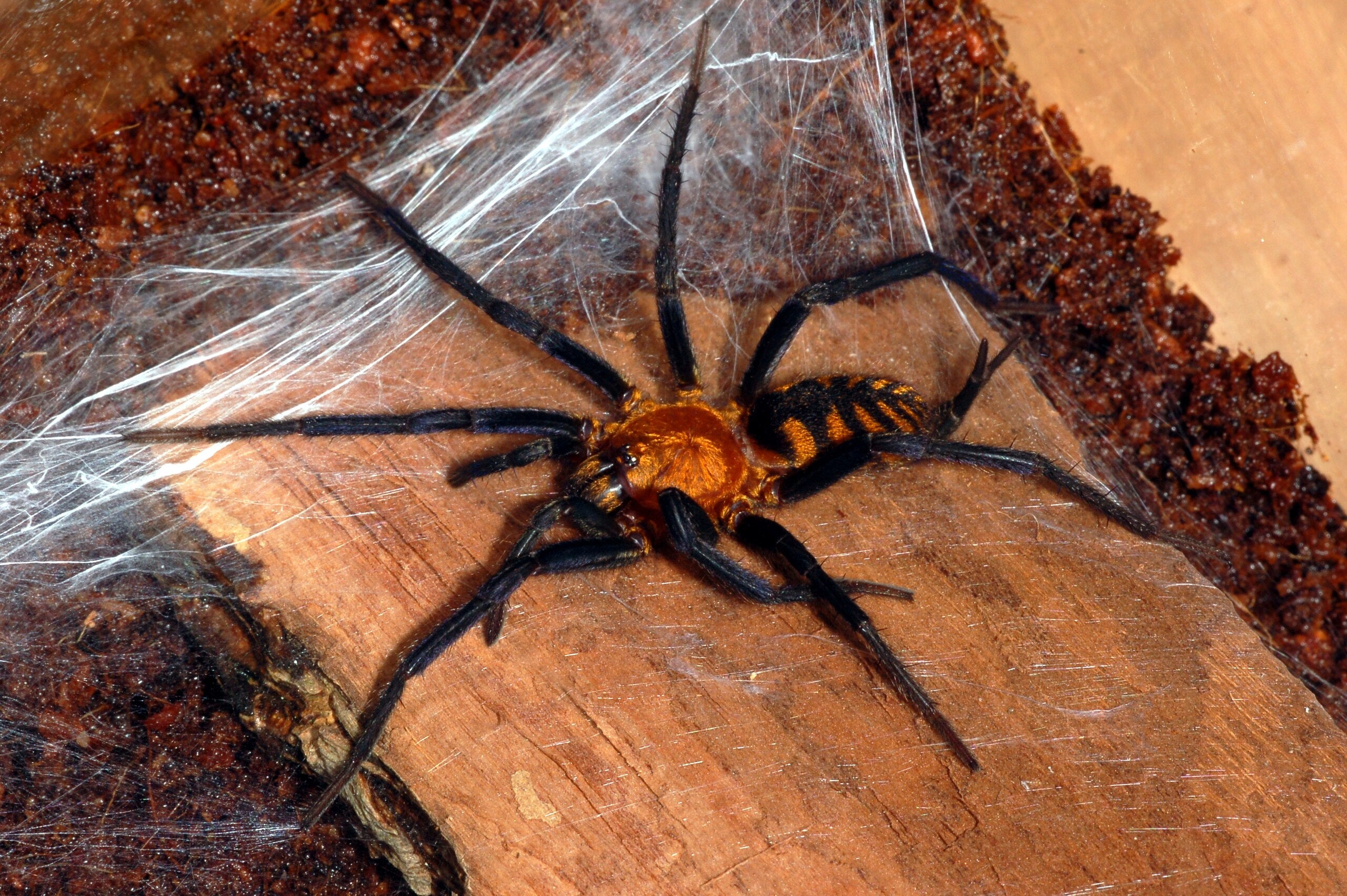 Linothele fallax – Bolivian Tiger Funnel Web Spider | Stunning Mygalomorph Species | Live Arrival Guarantee