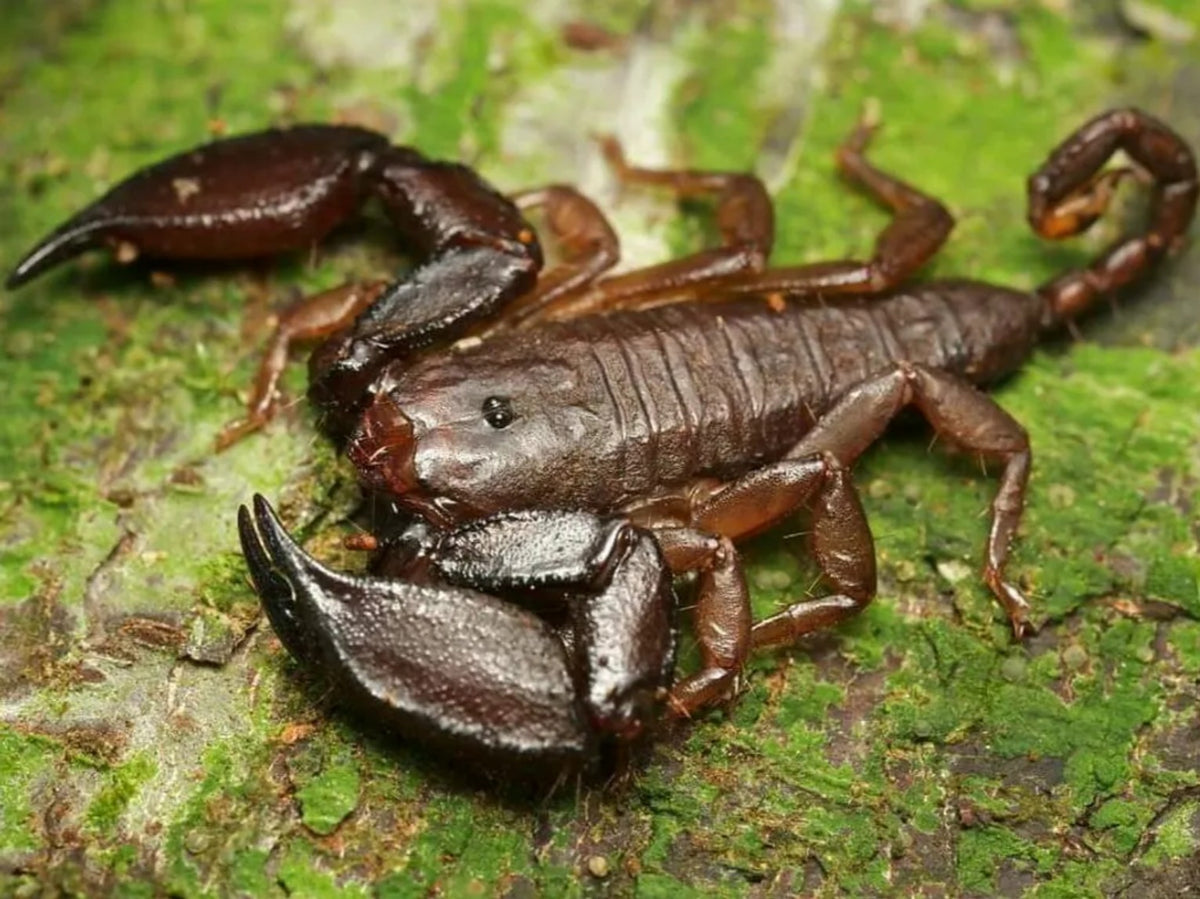 Liocheles australasiae – Dwarf Wood Scorpion | Parthenogenic Species | Live Arrival Guarantee