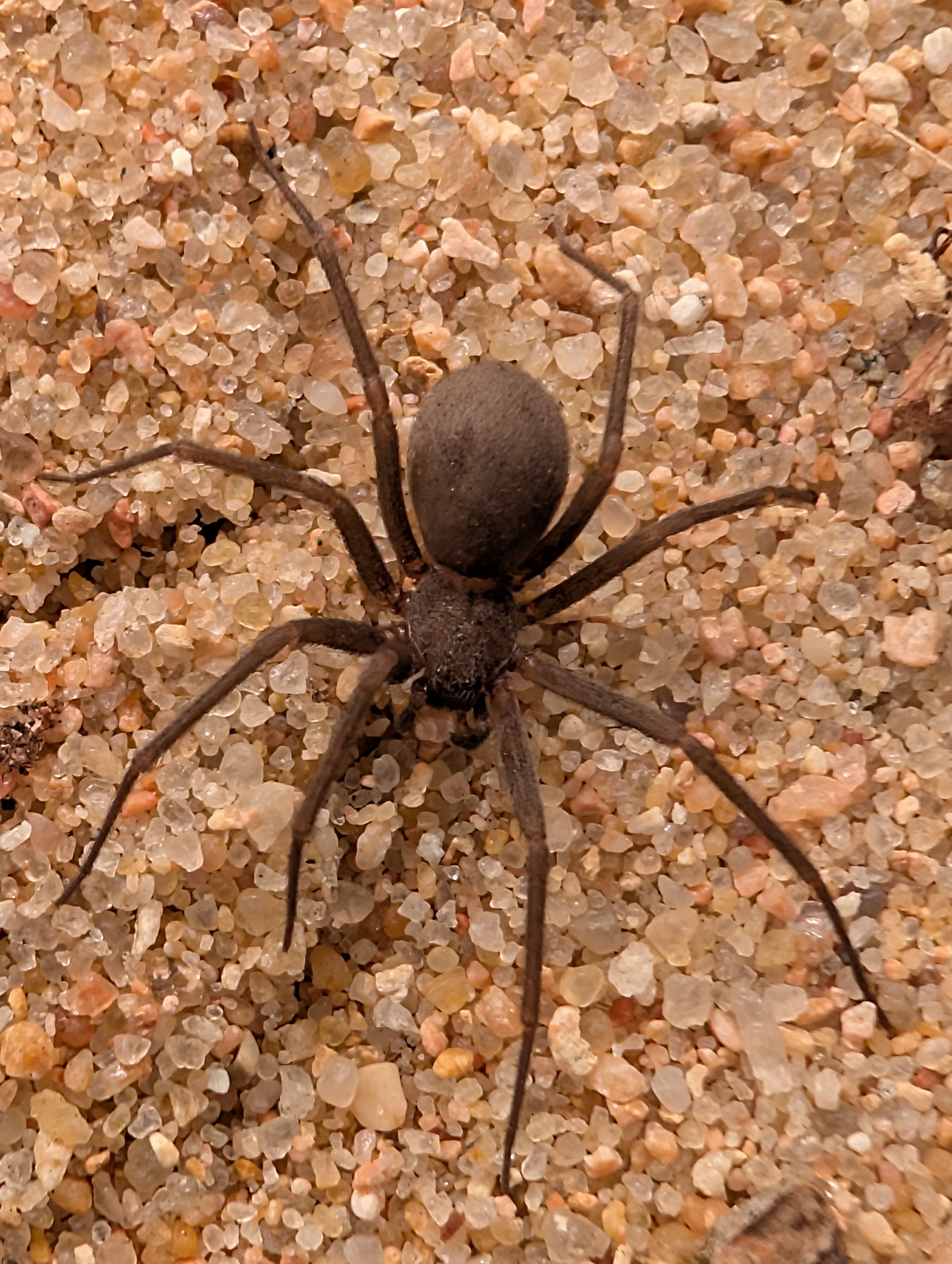 Loxosceles arizonica – Sonoran Recluse | Native Arizona Desert Spider | Live Arrival Guarantee