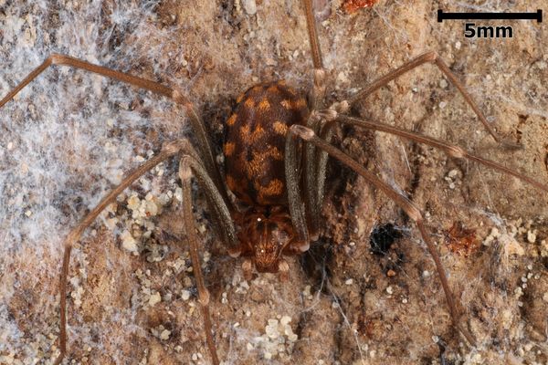 Loxosceles simillima – Namibian Recluse Spider | Communal Arid Species | Live Arrival Guarantee
