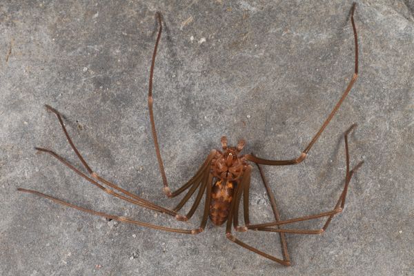 Loxosceles simillima – Namibian Recluse Spider | Communal Arid Species | Live Arrival Guarantee