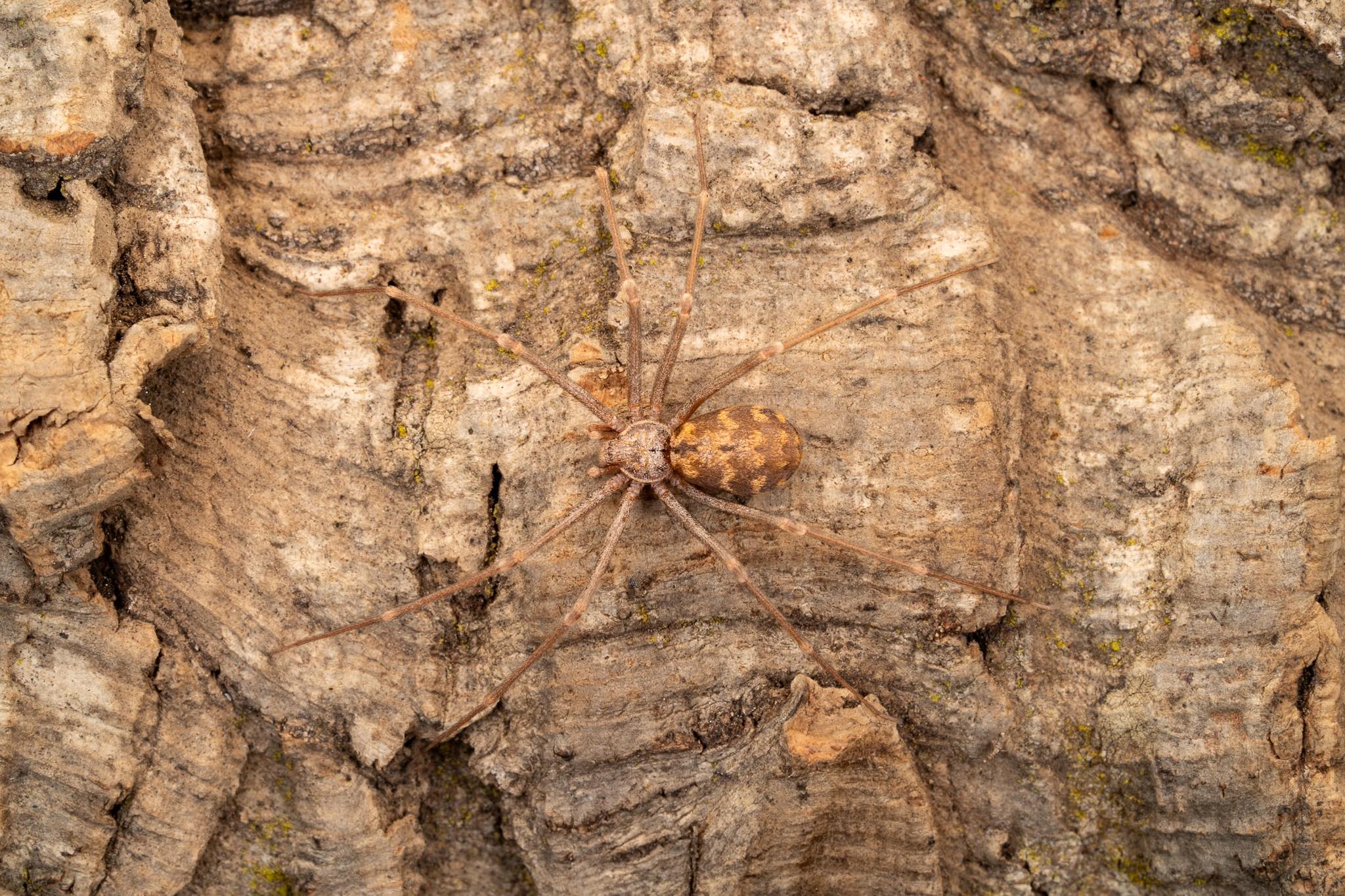 Loxosceles simillima – Namibian Recluse Spider | Communal Arid Species | Live Arrival Guarantee
