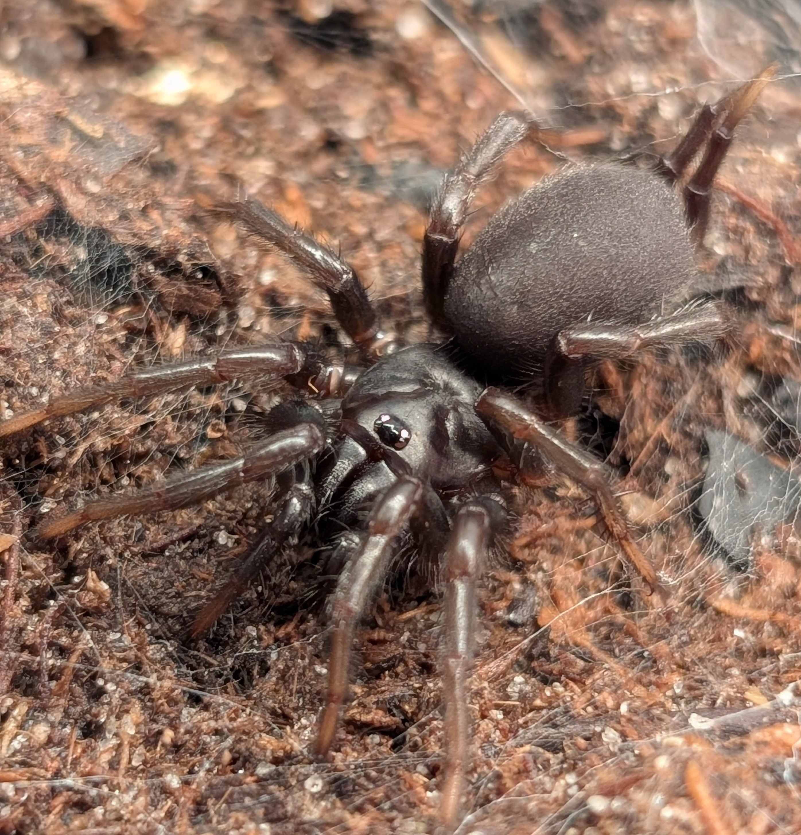 Vacrothele palpator – Chinese Funnel Web Spider | Impressive Mygalomorph Species | Live Arrival Guarantee