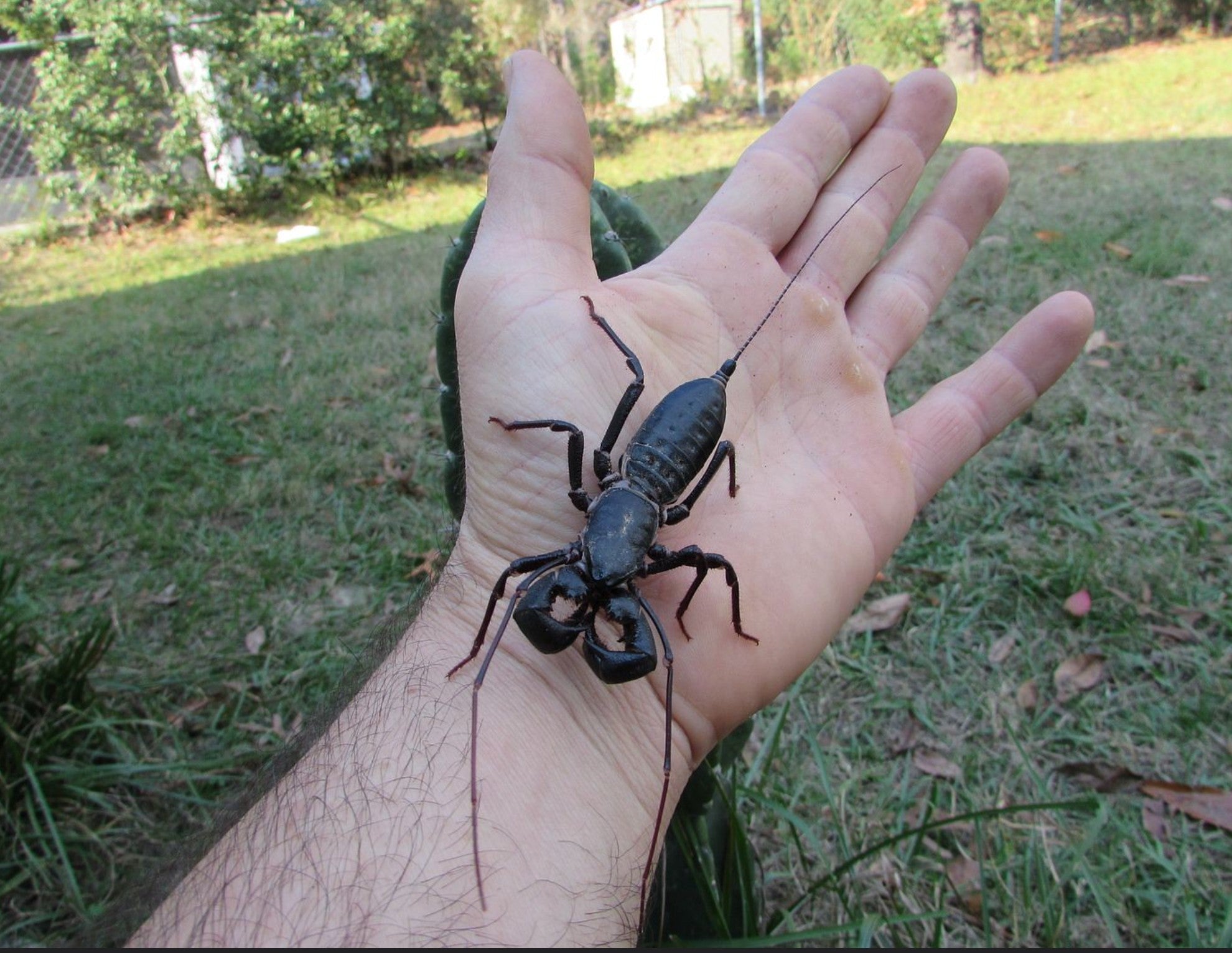 Mastigoproctus giganteus – Texas Giant Vinegaroon | Impressive Desert Whipscorpion | Live Arrival Guarantee