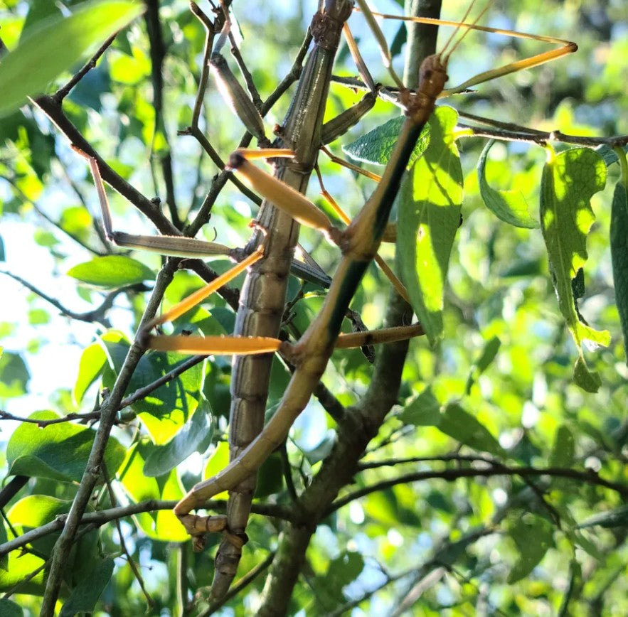 Megaphasma dentricus – Giant Walking Stick | Largest Phasmid in North America - Texas Only | Live Arrival Guarantee