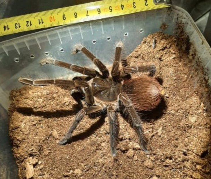 Megaphobema sp White – Colombian Giant White Leg Tarantula | Rare Terrestrial Giant | Live Arrival Guarantee